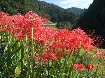 彼岸花