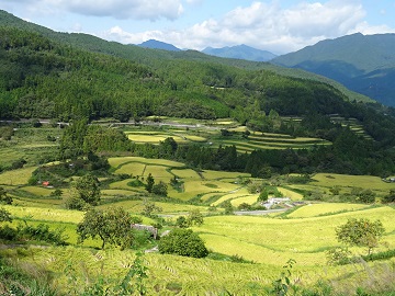 狭小な吉延地区の棚田