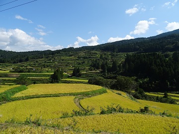 黄金色に染まった棚田