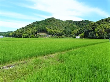 水田風景