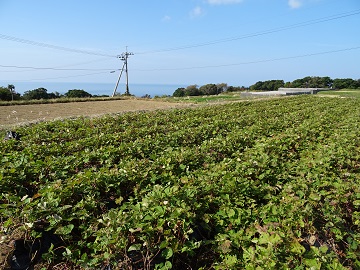 太平洋を望む西山台地のサツマイモ畑