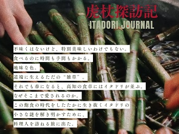 虎杖探訪記