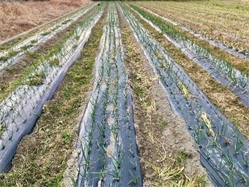 たまねぎのほ場(よしい無添加農園提供)