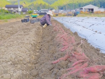 かんしょの収穫期(山下農園提供)