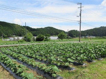 4月に定植したサトイモ