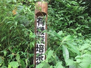 茶園の中の看板