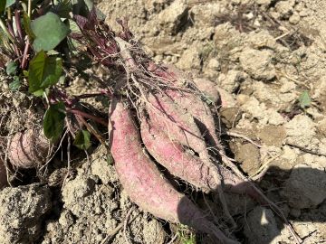 収穫時のかんしょ(さつまいも)