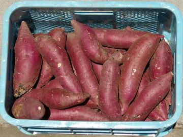 有機栽培のかんしょ(さつまいも)