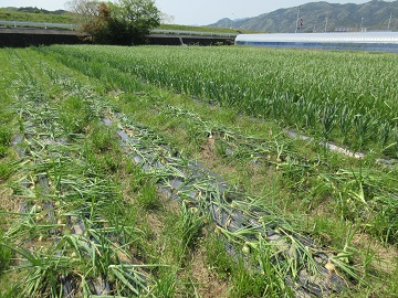 たまねぎ(手前)とにんにく(右奥)のほ場