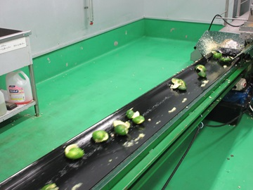 搾汁された直七