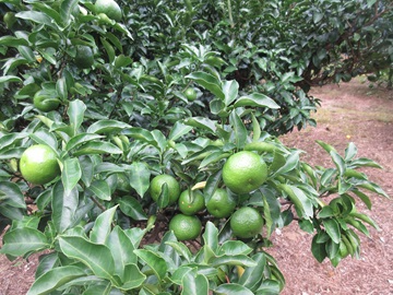 収穫を待つ直七の果実