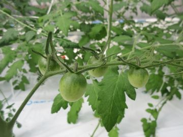 生育中のミニトマト