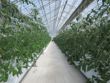 ハウス内の様子