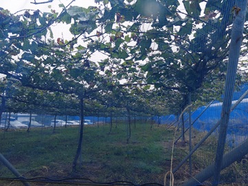 正光園のぶどう