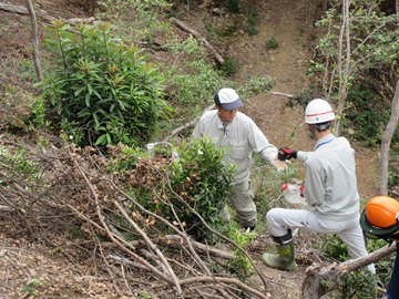 大人による急斜面での植栽作業