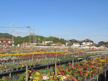 色とりどりの花苗が並ぶ展示場