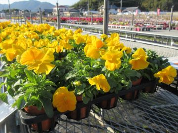 黄色が鮮やかなパンジーの苗