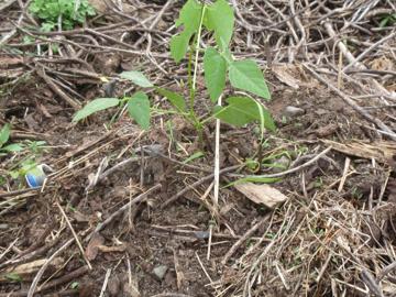 交流イベントで植えられた土佐八升豆の苗