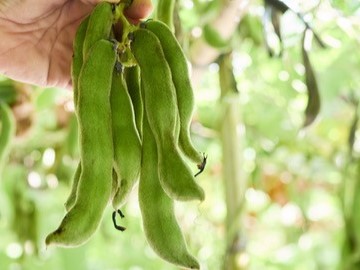 成長した土佐八升豆(nosson提供)