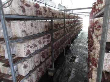 栽培中のきくらげ
