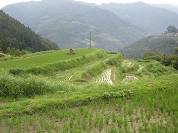 ようねの棚田