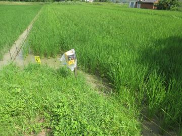 電気柵を設置したほ場