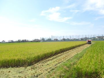 黄金色に実ったほ場