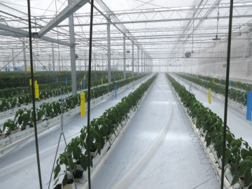 最後に定植されたブロックの様子