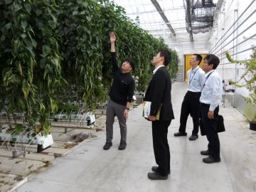 発電の排熱等を活用する園芸ハウスの内部