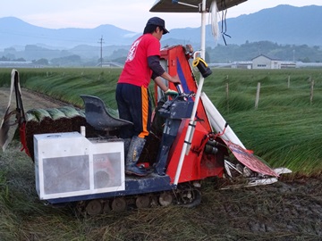 刈取り作業2