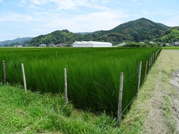 青々と育ったい草