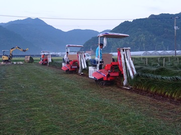 刈取り作業1