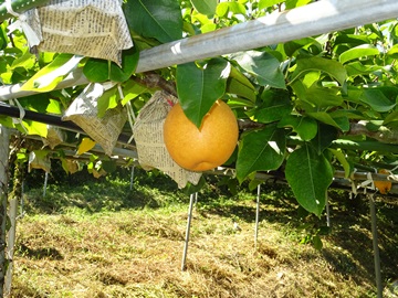 収穫を待つ新高なし