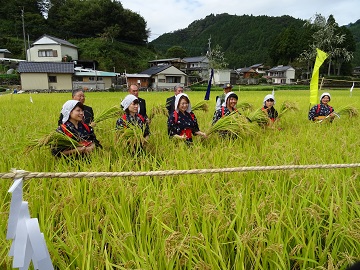 刈女らによる「抜穂」
