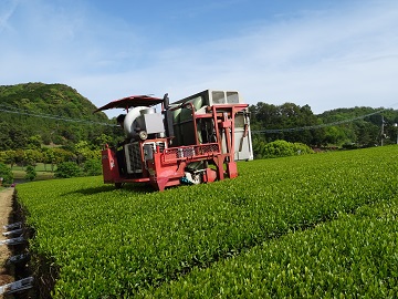 コンテナ型茶摘み機による収穫