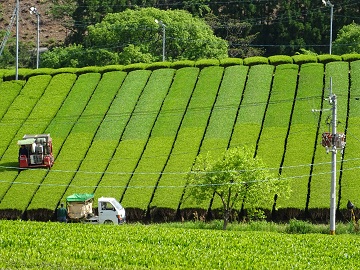 新緑輝く広大な茶畑