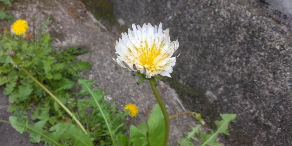 シロバナタンポポ