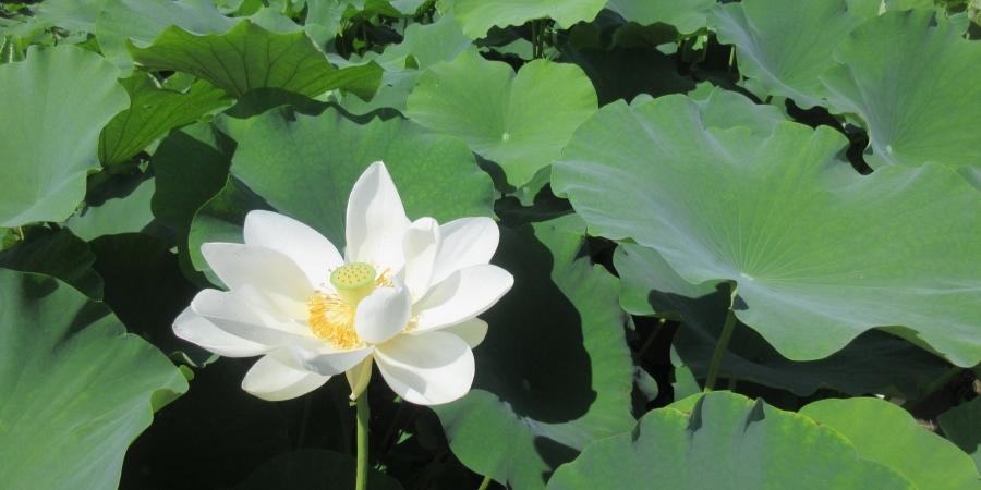 「連島れんこん」の花
