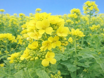 色鮮やかな菜の花