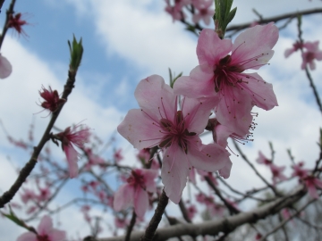 摘花後の桃の花