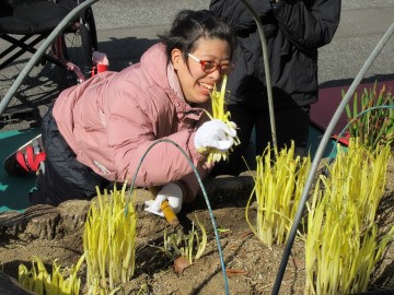 黄ニラの収穫作業