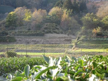 刈り揃えた茶畑と「茶」文字