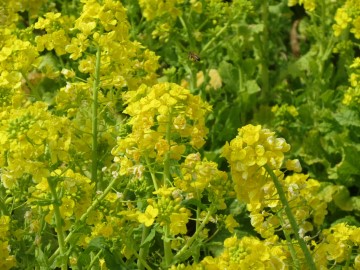 色鮮やかな菜の花