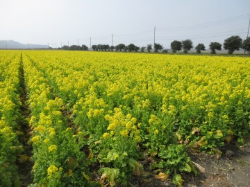 満開の菜の花
