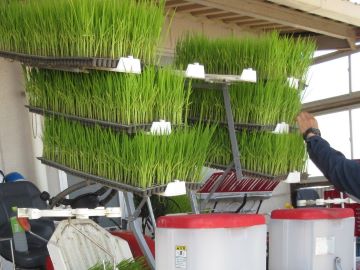 田植えに使用するポット苗