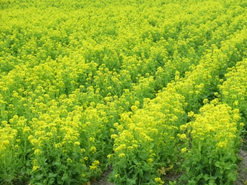 満開の菜の花畑