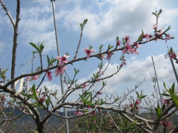 摘花後のももの枝