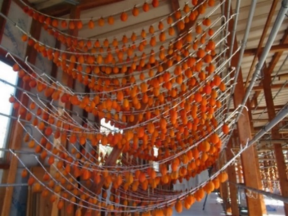 色鮮やかな最上干柿