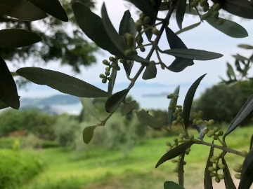 瀬戸内の一面