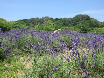 見頃のラベンダー